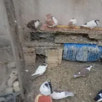 کفترفروشی|پرنده|مشهد, هنرور|دیوار