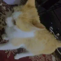 گربه نارنجی