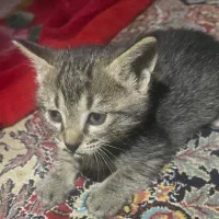 واگذاری بچه گربه