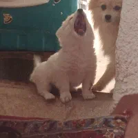 اشپیتز پامر با کبوترم معاوضه میکنم|سگ|سبزوار, قصبه غربی|دیوار