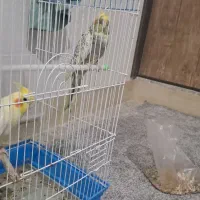 یک جفت عروس