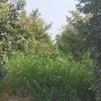 باغچه-500-متری-در-دزفول-انتهای-کوی-پیروزی