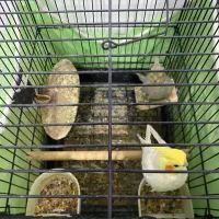 طوطی عروس هلندی دستی سخنگو