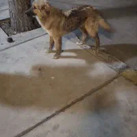 واگذاری سگ باهوش