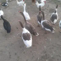 فروش غاز محلی