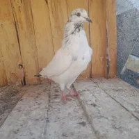 ۷عدد گرفتنی پرشی|پرنده|قم, شهرک مهدیه (مدرس)|دیوار