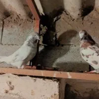 کفتر تهرانی|پرنده|خرم‌آباد (تنکابن), |دیوار