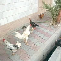 خروس و مرغ محلی دو رگ