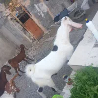 3عدد چپشت ۲ تا گلابی یکی پنجاب دوتا هم کهر اوس سر|حیوانات مزرعه|میناب, |دیوار