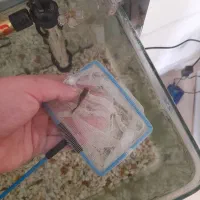 فروش  ماهی گوپی  بزرگ  و کوچک|ماهی|کرمان, |دیوار