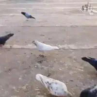 فروش کبوتر10عدد