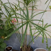 سانسوریا و نخل مرداب|گل و گیاه طبیعی|ابهر, |دیوار