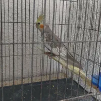 فروش جفت عروس بسیار آنتیک و کشیده