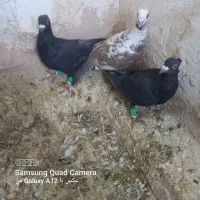 کبوتر پرشی و جفتگاه عطیقه|پرنده|اسفراین, |دیوار