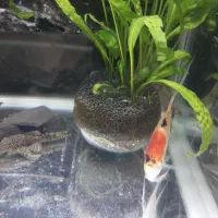 گیاه اکواریوم|ماهی|تنکابن, |دیوار