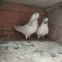کبوتر جوجه کشی|پرنده|لنگرود, |دیوار