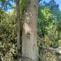 فروش چوب درخت|خدمات باغبانی و درختکاری|دزپارت, |دیوار