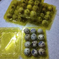 تخم بلدرچین خوراکی|خوردنی و آشامیدنی|شیراز, بازار|دیوار