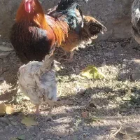 6تامرغ جوان تخم گذار یکی هم خروس|حیوانات مزرعه|صائین قلعه, |دیوار