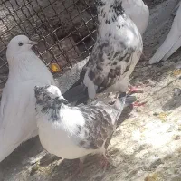 کبوتر پرشی|پرنده|هشتگرد, خور|دیوار