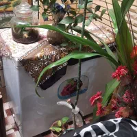 یخچال فریزر صندوقی برفاب