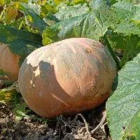 کدو حلوایی شیرین|خوردنی و آشامیدنی|ساری, |دیوار