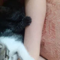 ۴تا بچه گربه گمشده