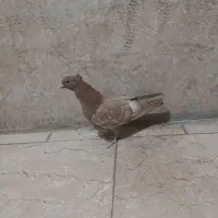 جوجه زردی کاکلی جیر جیری|پرنده|تهران, ارجمندی راد|دیوار