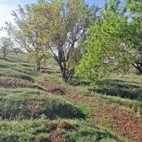 .باغ ۲۰۰۰هزارمتری با ۱.۵ساعت آب از موتور|فروش زمین و ملک کلنگی|قزوین, |دیوار