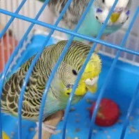 مرغ عشق نر گمشده