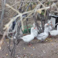 تعداد غاز سالم بزرگ و سرحال و بفروش میرسد|حیوانات مزرعه|شیراز, کیان آباد|دیوار