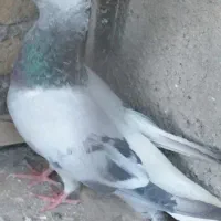 دمسفید|پرنده|تربت‌حیدریه, مسجد جامع|دیوار