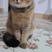 گربه اسکاتیش بلک گلد