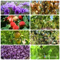 ویلای لوکس در صوفیان|فروش خانه و ویلا|تبریز, |دیوار