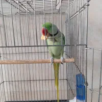 شاه طوطی دستی دستی|پرنده|قم, ولیعصر|دیوار