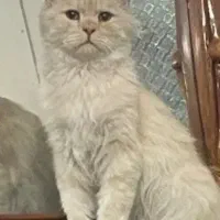 گربه گم شده