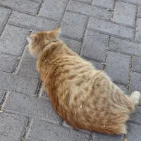 پیدا شده در بوستان غنچه|حیوانات|مشهد, چهارچشمه|دیوار