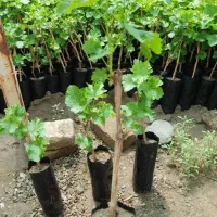 انواع نهال انگور