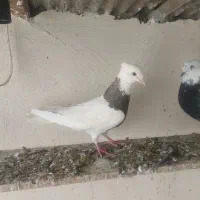 کبوتر|پرنده|بروجرد, |دیوار