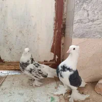 سلام پنج کبوتر خوب|پرنده|زابل, |دیوار