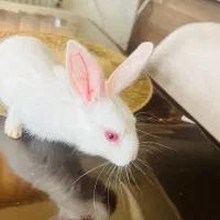 خرگوش چشم آبی