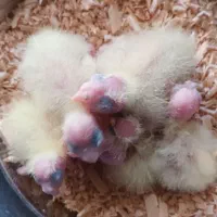 فروش عروس هلندی،برزیلی،قناری مستقیم از سالن پرورش|پرنده|صحنه, |دیوار