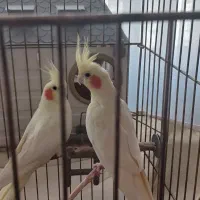 عروس هلندی جفت