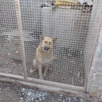 سگ ژرمن ماده