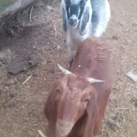 ۲عدد بزغاله ماده