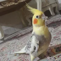 عروس هلندی نروماده