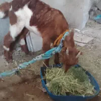 کهره ماده سالم سرحال براکشتن وداشت