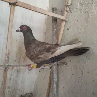 سرکه ای ماده|پرنده|قزوین, |دیوار