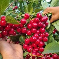 فروش پیوندی آلبالو اسرائیلی