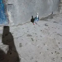 آلمانی پلاکی